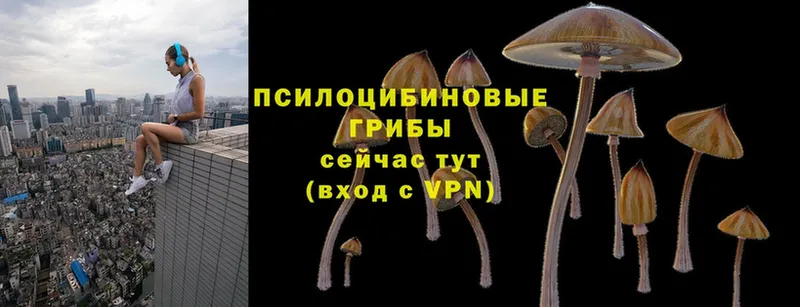 купить   Новопавловск  Псилоцибиновые грибы Psilocybine cubensis 